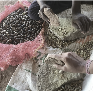 L: Mosaic flooring · M: Making the mud balls as a community circle · R: Pounding haritaki, a locally found seed to be added as an additive to the soil mix